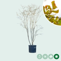 Gewone Lagerstroemia meerstammig