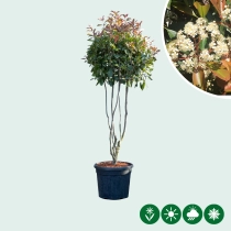 Glansmispel meerstammig