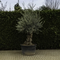 Olijfboom 'Bonsai' #96