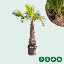 Mexicaanse waaierpalm 250 cm