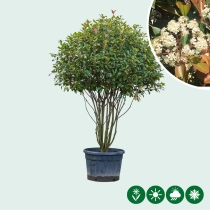 Glansmispel meerstammig volgroeid