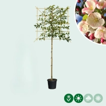 Sierappel leiboom 150 cm