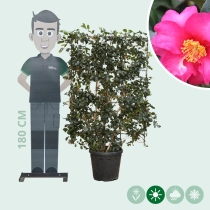 Camellia sasanqua haagelement