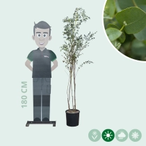 Eucalyptus meerstammig