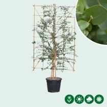 Eucalyptus haagelement