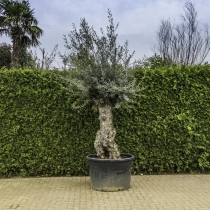 Olijfboom 'Bonsai' #100