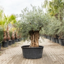 Olijfboom 'Bonsai' #197