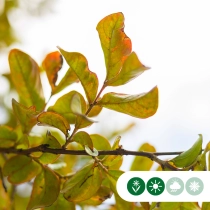Gewone Lagerstroemia