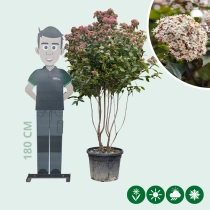 Sneeuwbal meerstammig