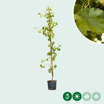 Witte druif op stok