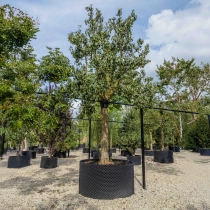 Perenboom Conference hoogstam #1