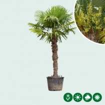 Chinese waaierpalm 160 cm stamhoogte