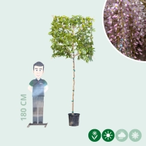 Roze regen Rosea leiboom