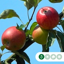 Malus d. 'Benoni' halfstam leiboom