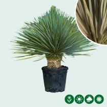 Yucca rostrata palmlelie