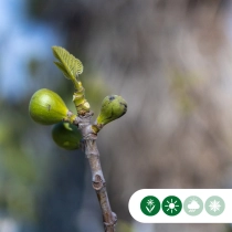 Vijgenboom meerstammig