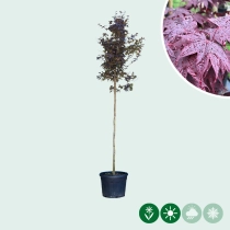 Rode Japanse esdoorn 'Bloodgood' hoogstam