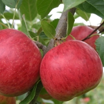 Malus d. 'Ecolette' als leiboom