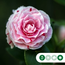 Camellia 'Bonomiana'