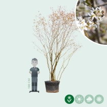 Krentenboom meerstammig