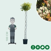 Bol Photinia spiraal