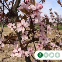 Kerspruim leiboom 100 cm