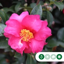 Camellia sasanqua haagelement