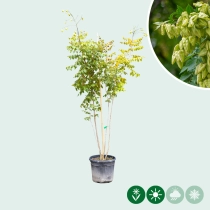 Chinese vernisboom meerstammig