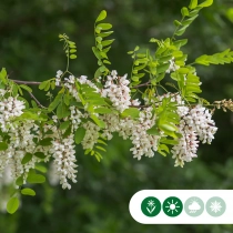 Valse acacia 'Bessoniana'