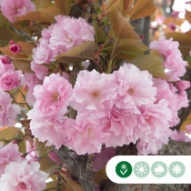 Japanse sierkers leiboom meerstammig