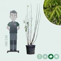Bijenboom meerstammig