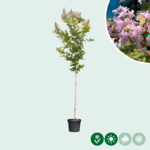 Indische sering 'Muskogee'