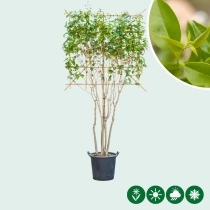 Japanse liguster leiboom meerstammig