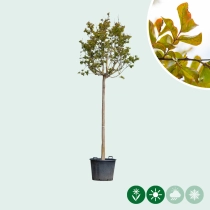 Lagerstroemia Volgroeid