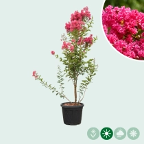 Lagerstroemia 'Tuscarora' meerstammig