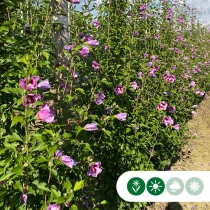 Hibiscus 'Flower Tower Purple'