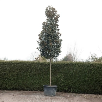 Magnolia grandiflora #68