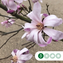 Magnolia 'Leonard Messel' struik