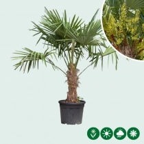 Chinese waaierpalm 40 cm stamhoogte