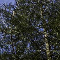 Kustmammoetboom #108