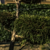 Schijncipres 'Bonsai' #114