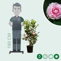 Camellia 'Bonomiana'