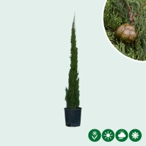 Italiaanse cipresboom 'Totem' 125 cm