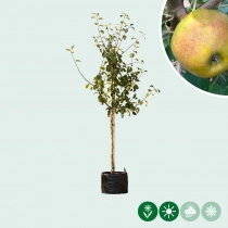Malus d. 'Schone van Boskoop'/'Goudreinette'