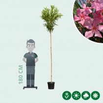 Roze Oleander hoogstam