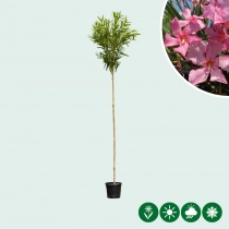 Roze Oleander hoogstam