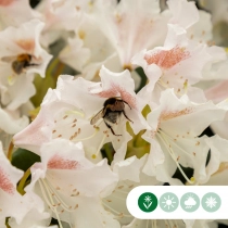 Rhododendron Cunninghams White