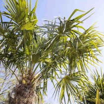 Mediterrane bomen