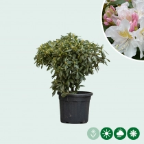 Rhododendron Cunninghams White