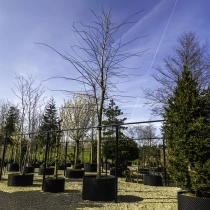 Gele schijn acacia #120